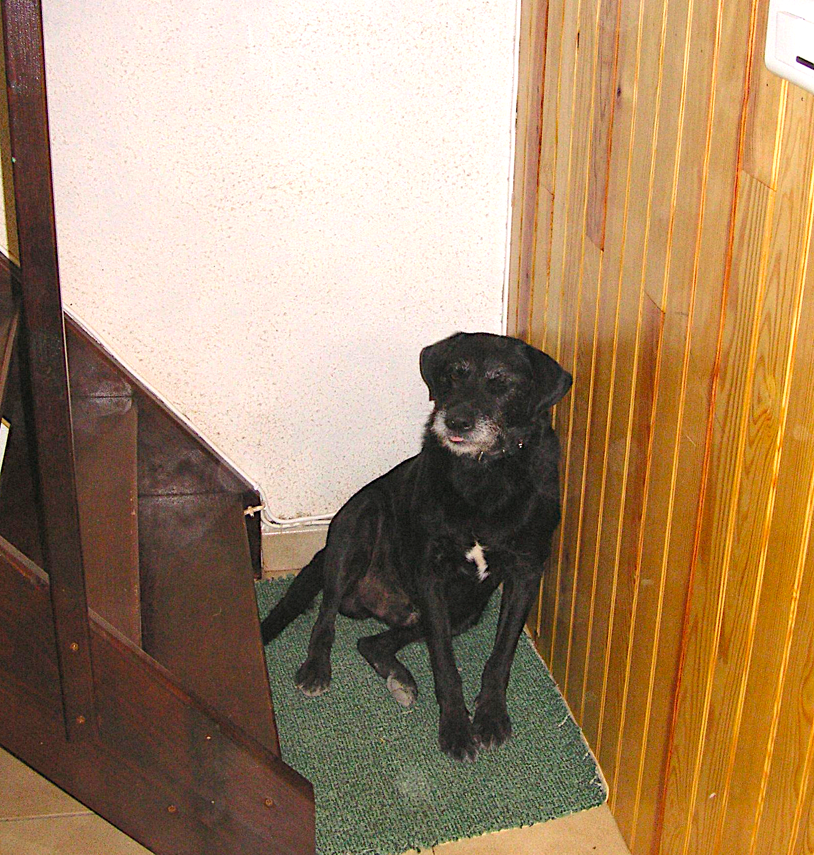 our holiday dog Tango